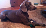 Post image for Dog Injury: Keeping Your Dog Mentally Active