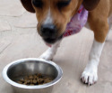 Post image for What’s In Your Dog’s Dinner – The Truth About Dog Food
