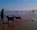 Post image for Earth Day With Your Dog