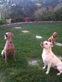 Post image for Dog as Training Partner:  What You Do Everyday Counts
