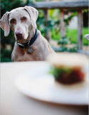 Post image for Dog Food.  Same Cheeseburger Everyday?