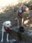Post image for Dog Hydration:  How Much Water Should My Active Dog Drink?