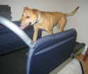 Post image for Exercise:  What To Do When Your Dog Is Not Getting Enough