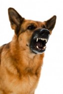 Post image for Staying Safe When Loose Dogs Approach