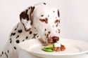 Post image for What You Eat Is How You Feel: True for the Dog Too?