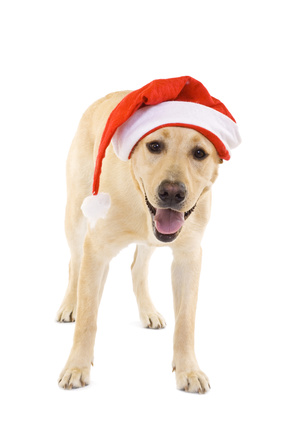 Post image for Black Friday for the Dog