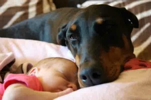Post image for San Diego Therapy Dog for Epileptic Stolen Single Dad Offers Reward