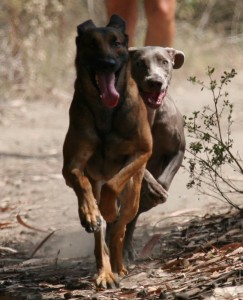 Running Dogs Fitness